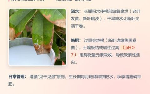 桂花叶子发焦发黄怎么办？揭秘焦尖的三大原因与科学养护指南