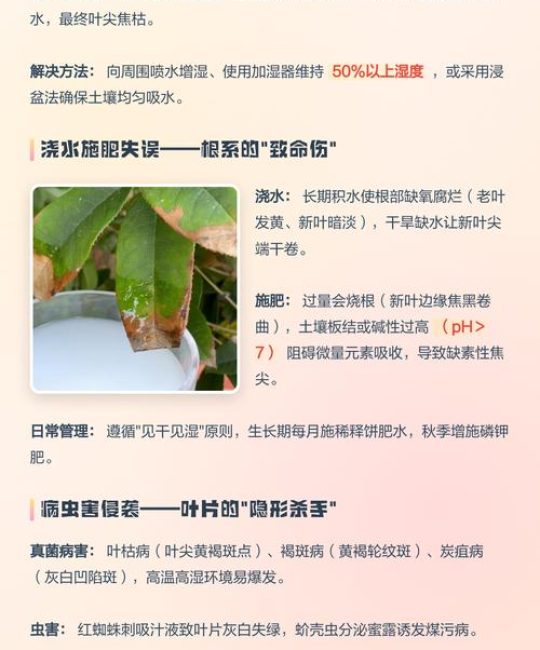 桂花叶子发焦发黄怎么办？揭秘焦尖的三大原因与科学养护指南
