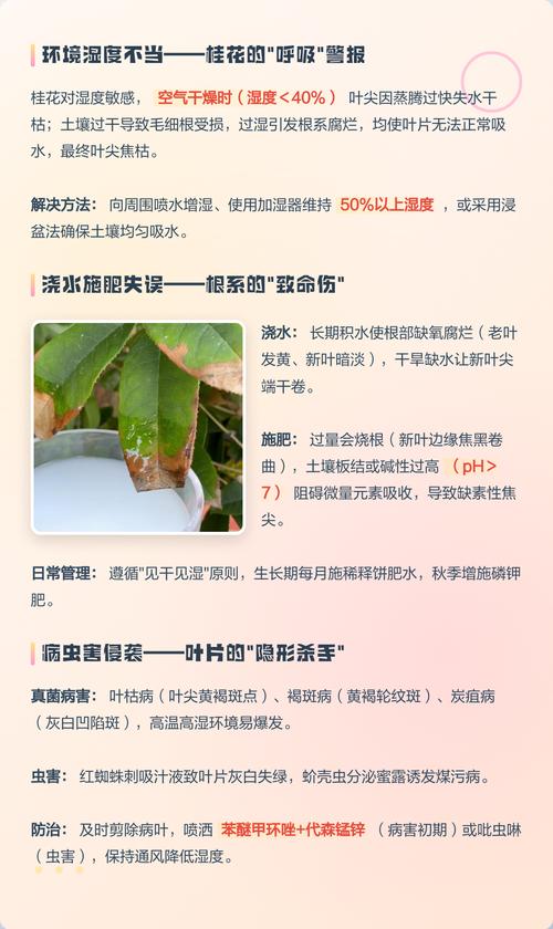 桂花叶子发焦发黄怎么办?揭秘焦尖的三大原因与科学养护指南 桂花叶子发焦发黄怎么办?揭秘焦尖的三大原因与科学养护指南