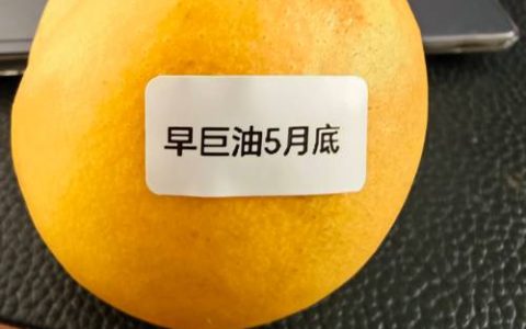 早巨油桃品种介绍：极早熟、高产、口感脆甜的优质油桃