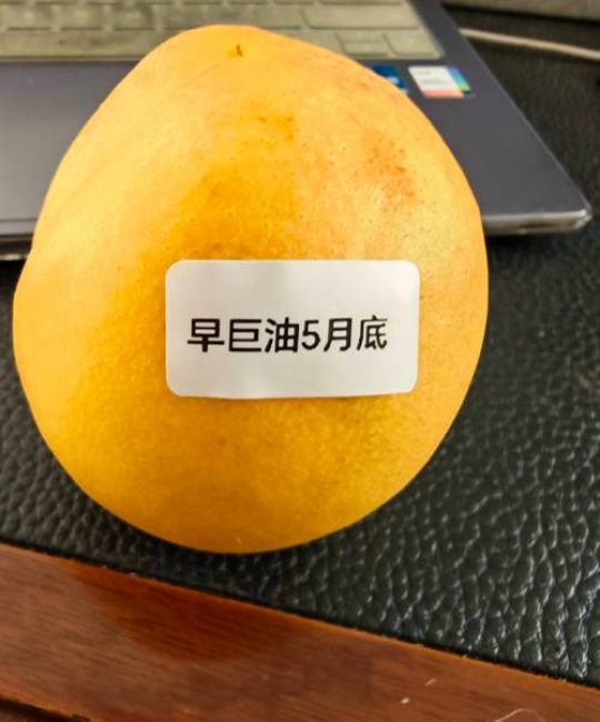 早巨油桃品种介绍：极早熟、高产、口感脆甜的优质油桃