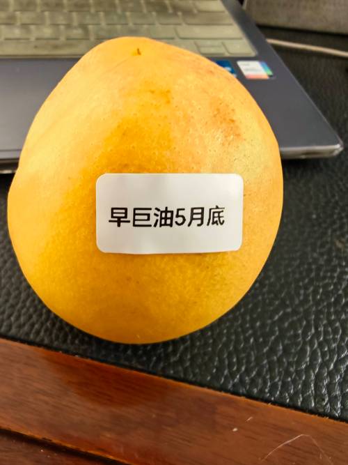 早巨油桃品种介绍：极早熟、高产、口感脆甜的优质油桃