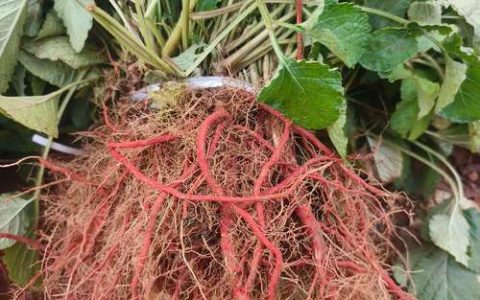 丹参种植方法及栽培技术：从选种到成活的完整指南