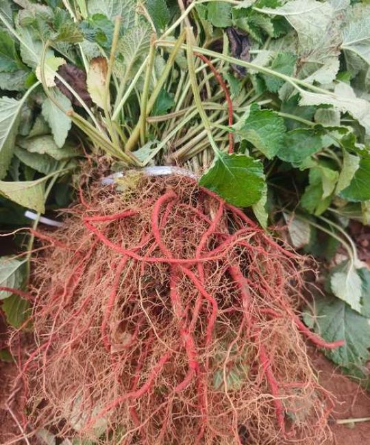 丹参种植方法及栽培技术：从选种到成活的完整指南