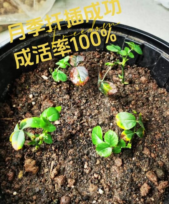 月季种子种植方法与时间：从发芽到开花的全流程指南