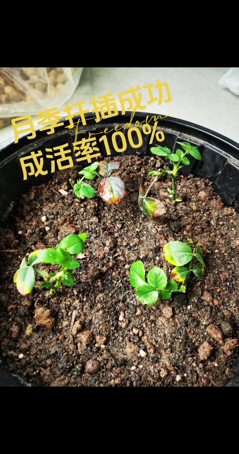 月季种子种植方法与时间：从发芽到开花的全流程指南