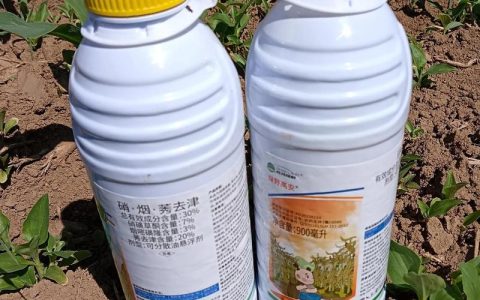 玉米苗后除草剂用什么药最好？安全高效使用全攻略