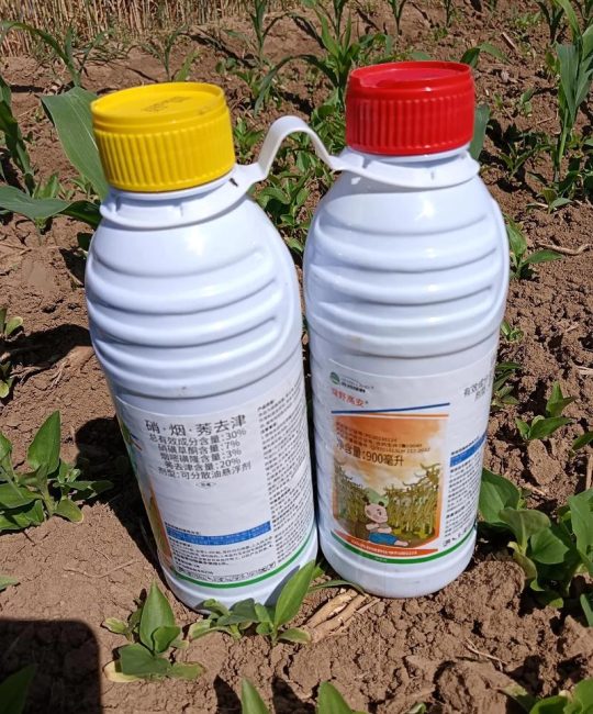 玉米苗后除草剂用什么药最好？安全高效使用全攻略