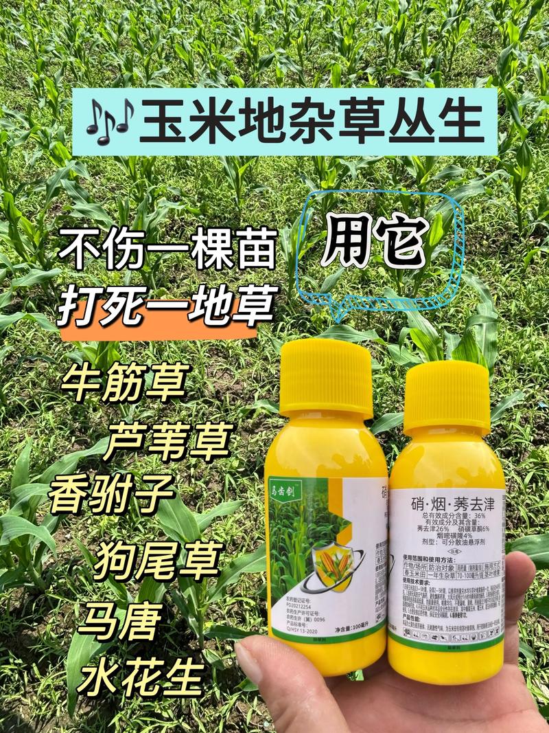 四、 常见错误与误区
