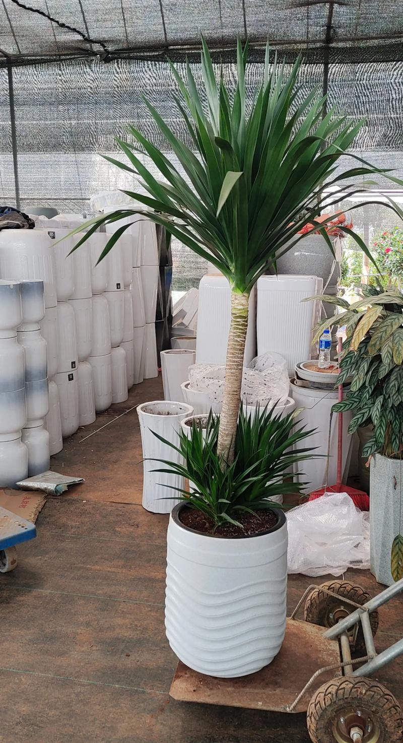 盆栽花卉批发哪里便宜?科学避坑与渠道选择全攻略 盆栽花卉批发哪里便宜?科学避坑与渠道选择全攻略