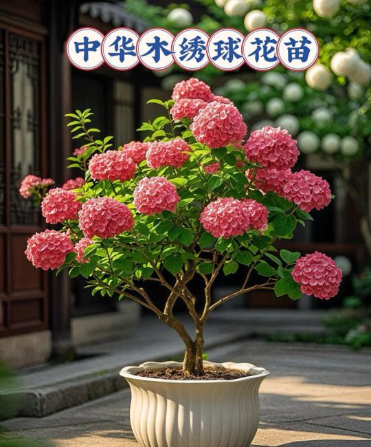 中华木绣球耐寒多少度？地栽与盆栽养护全指南