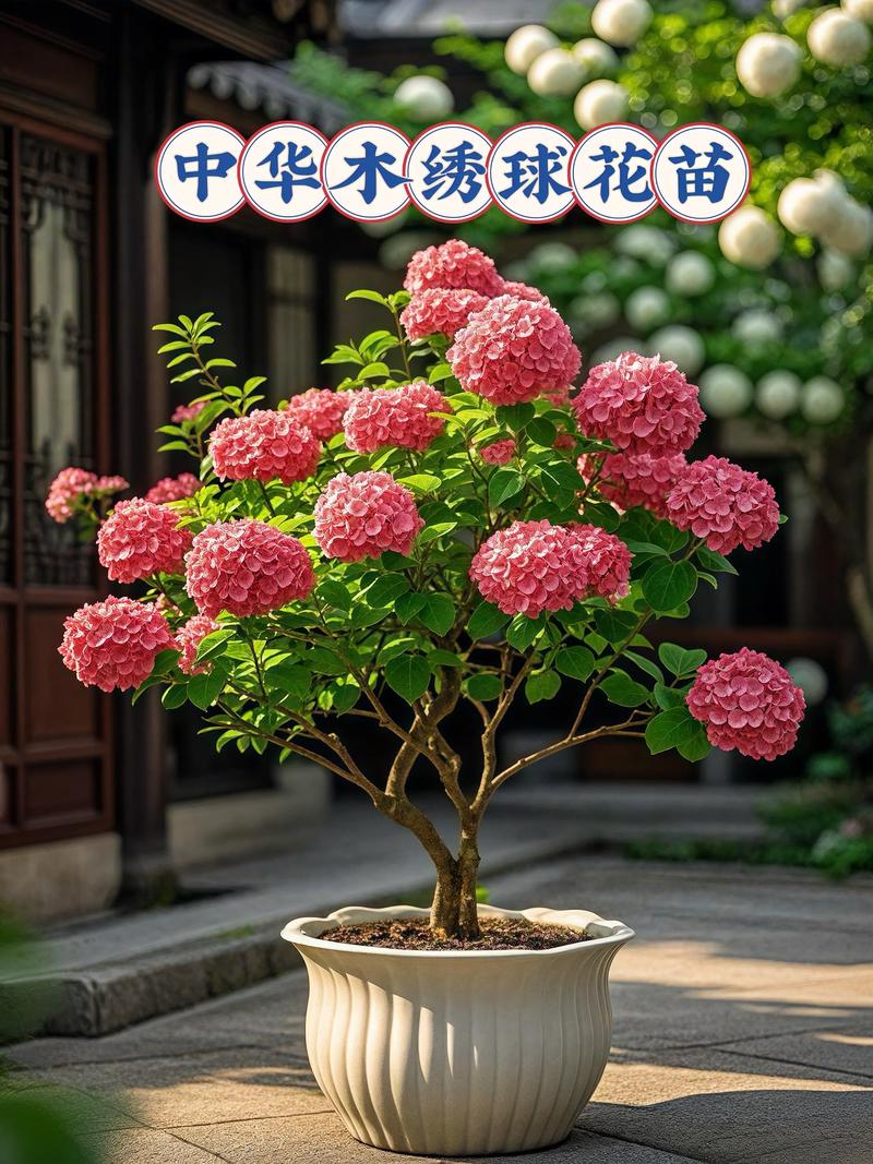 中华木绣球耐寒多少度?地栽与盆栽养护全指南 中华木绣球耐寒多少度?地栽与盆栽养护全指南