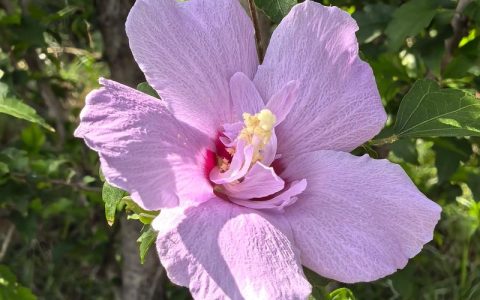 木槿花一年开几次花？花期与促花全攻略