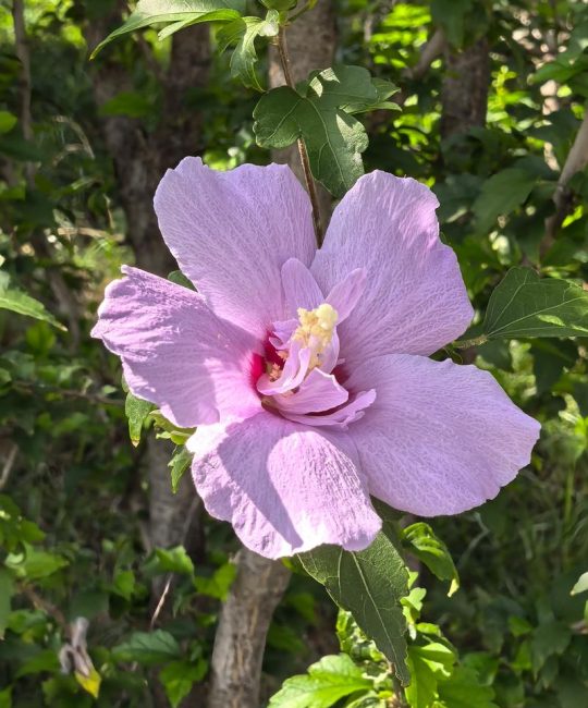 木槿花一年开几次花？花期与促花全攻略