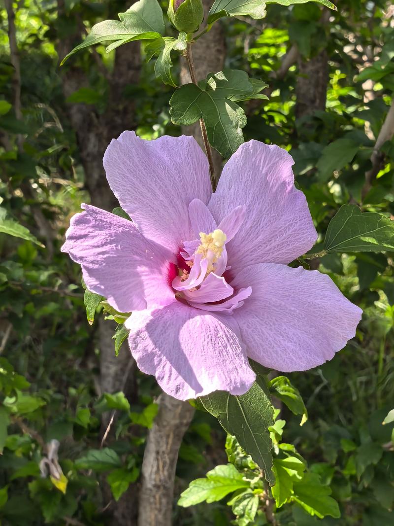 木槿花一年开几次花？花期与促花全攻略
