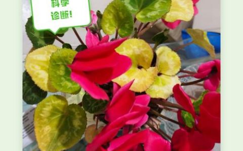 仙客来叶子发黄是什么原因导致的？专业诊断与解决方案