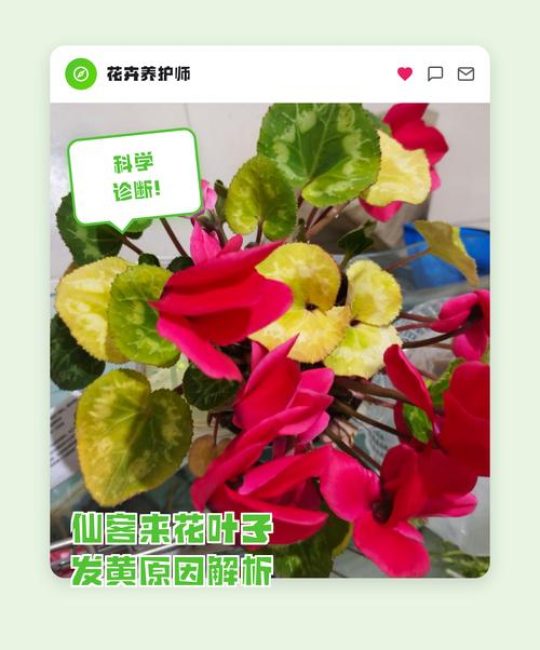 仙客来叶子发黄是什么原因导致的？专业诊断与解决方案
