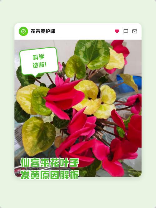 仙客来叶子发黄是什么原因导致的?专业诊断与解决方案 仙客来叶子发黄是什么原因导致的?专业诊断与解决方案
