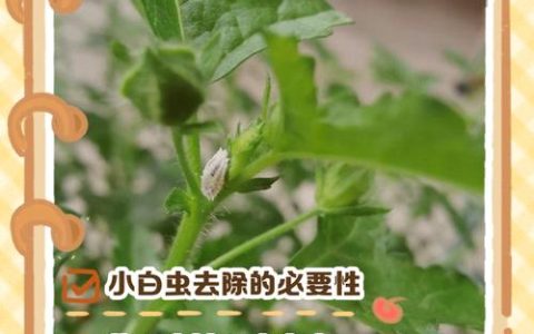 花上的小白虫怎样去除？3步物理+化学杀灭法，彻底根治不复发