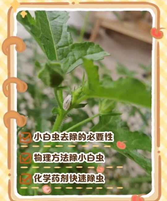 花上的小白虫怎样去除？3步物理+化学杀灭法，彻底根治不复发