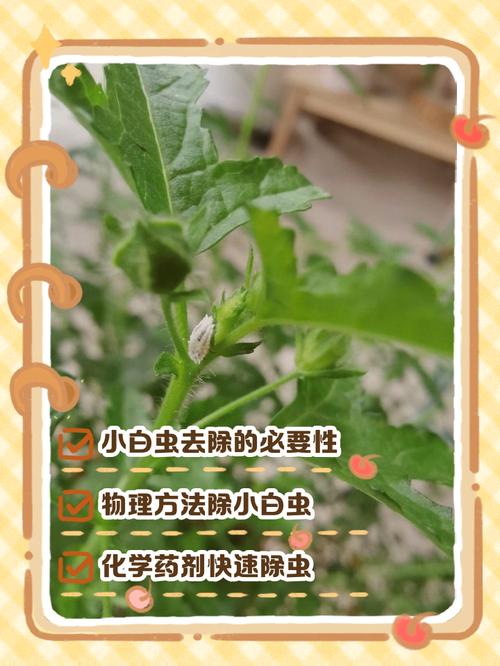 花上的小白虫怎样去除?3步物理+化学杀灭法,彻底根治不复发 花上的小白虫怎样去除?3步物理+化学杀灭法,彻底根治不复发