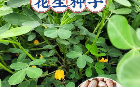 花生种子多少钱一斤？品种、产地与采购量影响报价