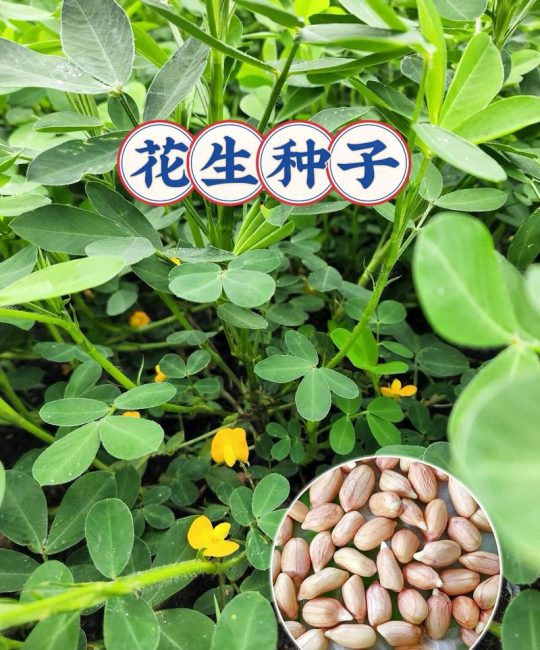 花生种子多少钱一斤？品种、产地与采购量影响报价