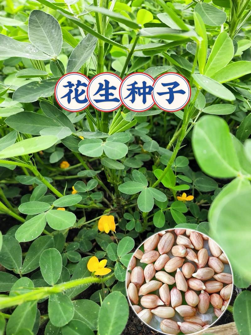 花生种子多少钱一斤?品种、产地与采购量影响报价 花生种子多少钱一斤?品种、产地与采购量影响报价
