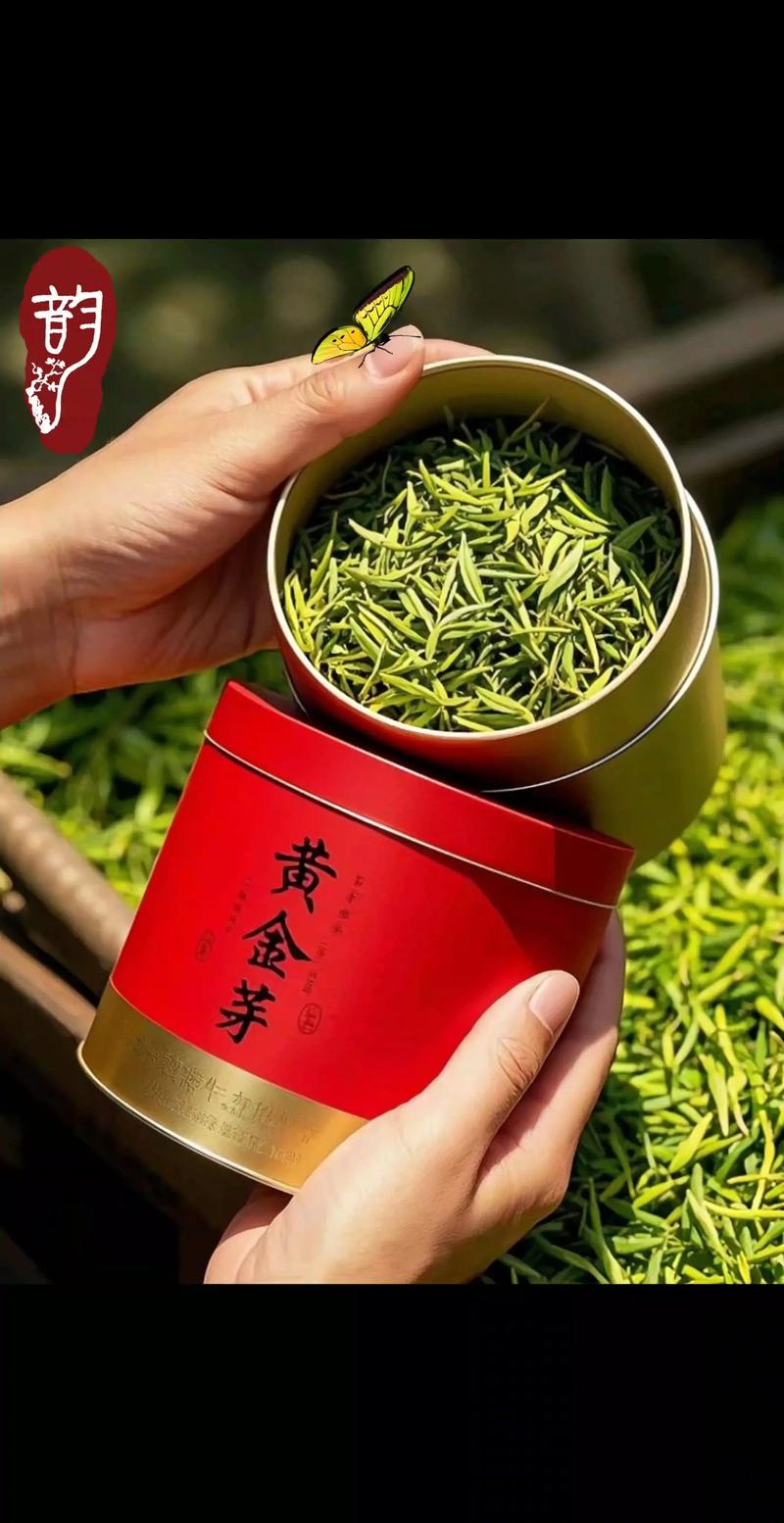 黄金芽是哪里产的？揭秘“氨基酸之王”的产地与选购