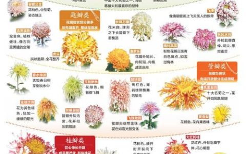 菊花十大名贵品种：药用与观赏的极致选择