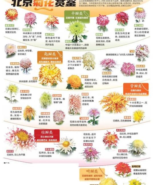 菊花十大名贵品种：药用与观赏的极致选择