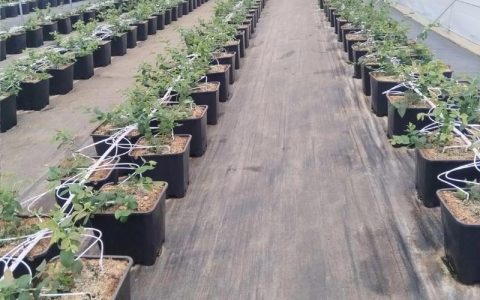 蓝莓种植必须使用酸性土：pH值控制与专用基质配制指南