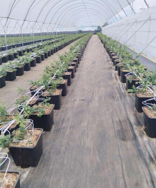 蓝莓种植必须使用酸性土：pH值控制与专用基质配制指南