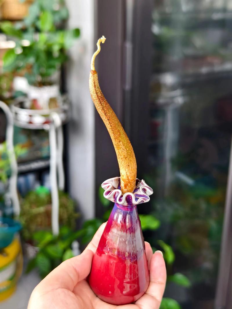 榴莲籽怎么种才能发芽?家庭盆栽繁殖全攻略 2. 土壤环境评估与改良