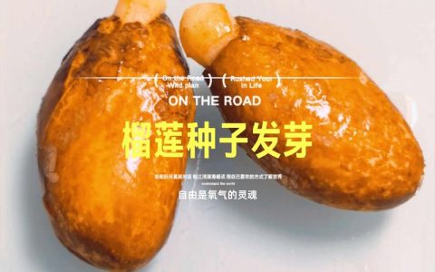榴莲籽怎么种才能发芽？家庭盆栽繁殖全攻略