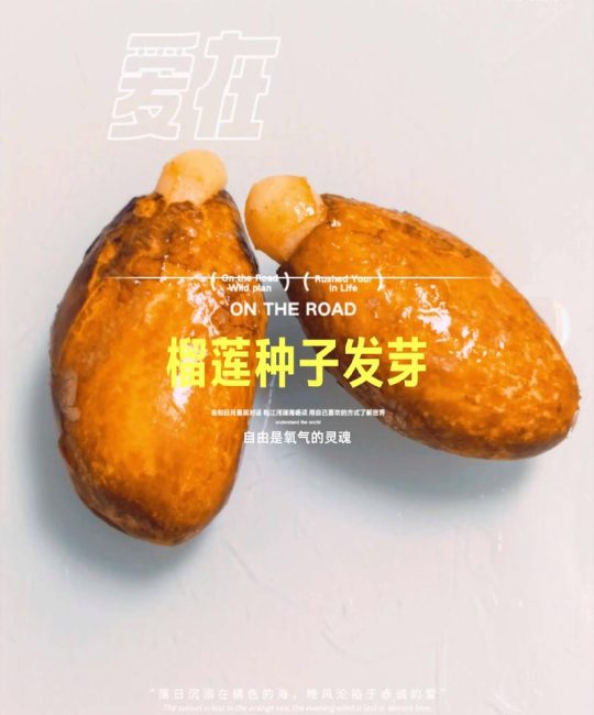 榴莲籽怎么种才能发芽？家庭盆栽繁殖全攻略