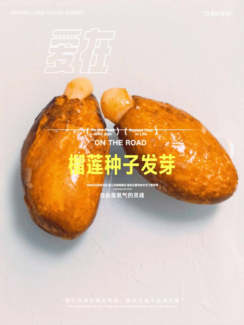 榴莲籽怎么种才能发芽?家庭盆栽繁殖全攻略 1. 适宜时间与环境规划