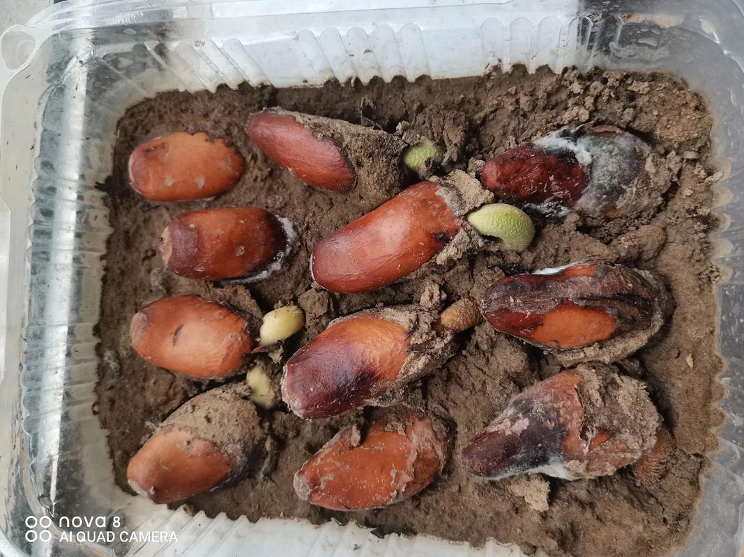 榴莲籽怎么种才能发芽?家庭盆栽繁殖全攻略 5. 浇定根水与保湿