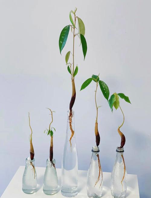 榴莲籽怎么种才能发芽?家庭盆栽繁殖全攻略 6. 缓苗与发芽管理
