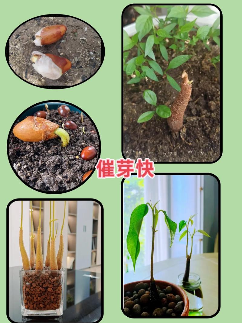 榴莲籽怎么种才能发芽?家庭盆栽繁殖全攻略 7. 常见错误与成活注意事项