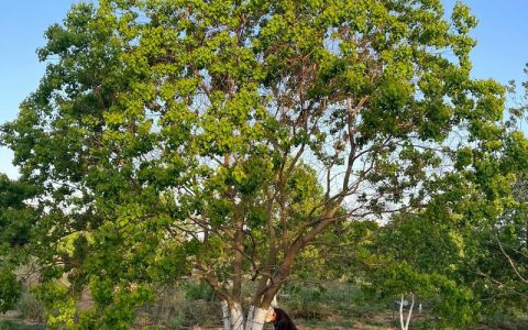 乌桕树苗多少钱一棵？规格、产地、季节影响报价