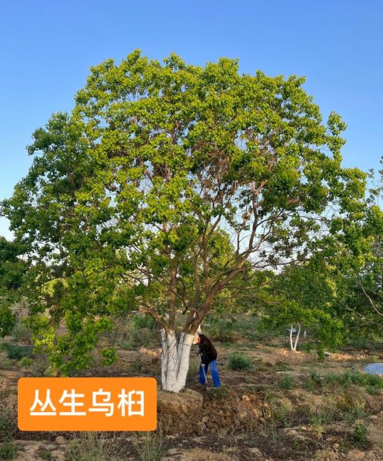 乌桕树苗多少钱一棵？规格、产地、季节影响报价