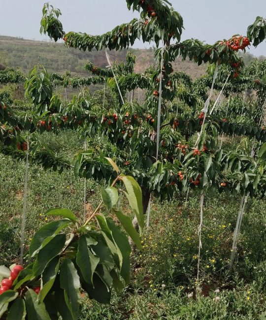樱桃什么时候种植最好？樱桃种植时间与成活率提升全指南