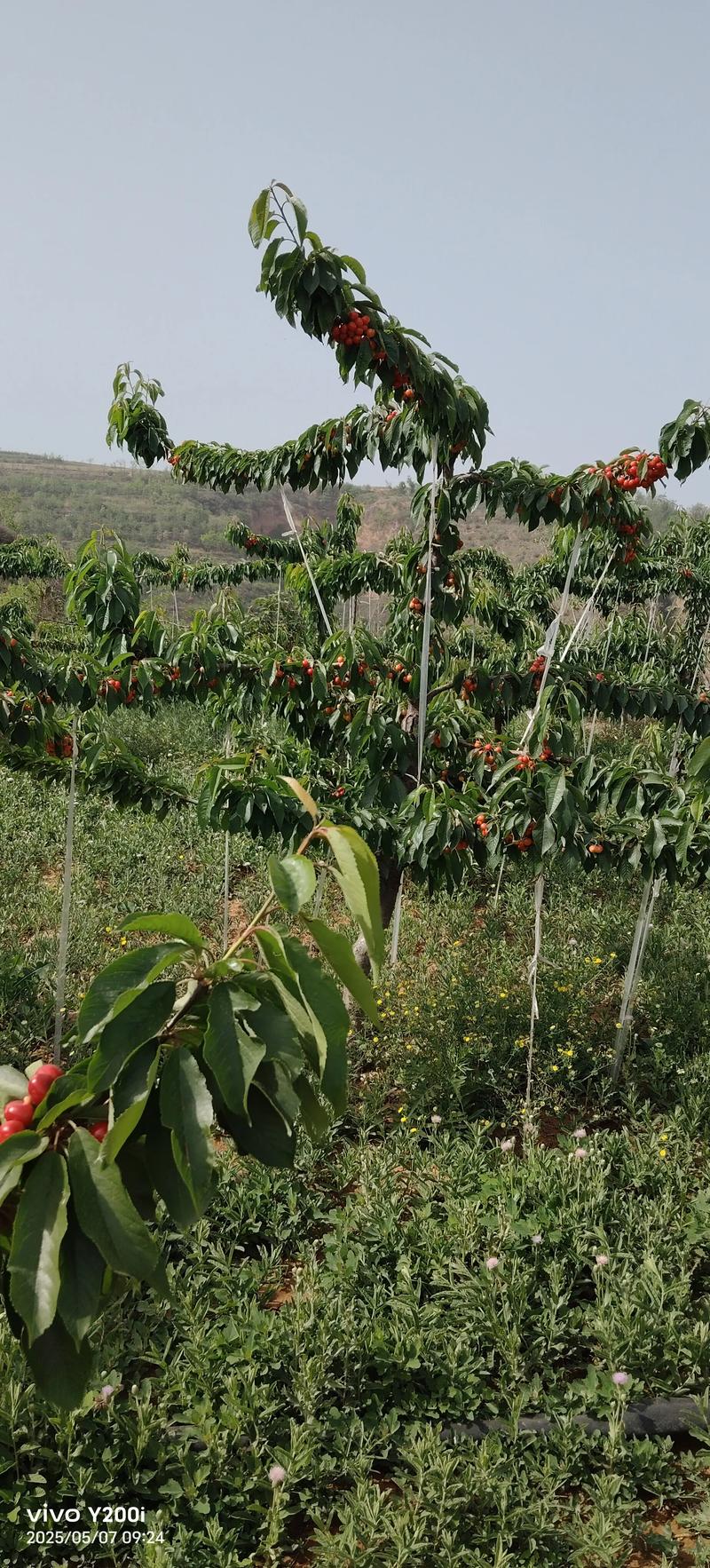 樱桃什么时候种植最好?樱桃种植时间与成活率提升全指南 樱桃什么时候种植最好?樱桃种植时间与成活率提升全指南