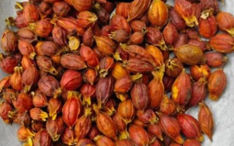 栀子花有什么作用？全面解析其药用、食用价值及安全禁忌