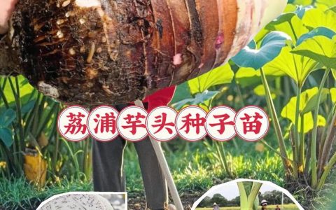 毛芋头种植技术和种植时间：从选种到丰收的全程实操指南