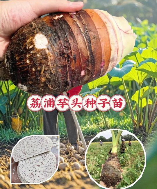 毛芋头种植技术和种植时间：从选种到丰收的全程实操指南