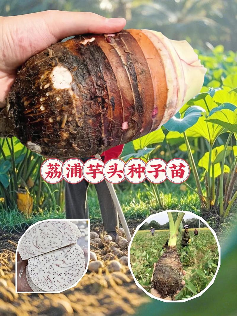 毛芋头种植技术和种植时间：从选种到丰收的全程实操指南