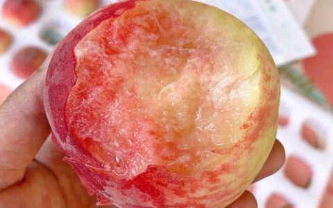 2026年目前最火的桃子品种对比：中油桃、油蟠桃、水蜜桃怎么选？