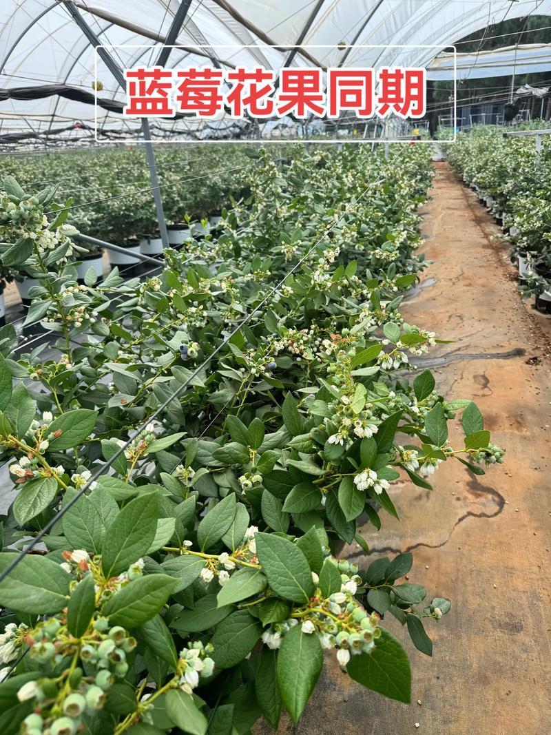 促花促果养护步骤